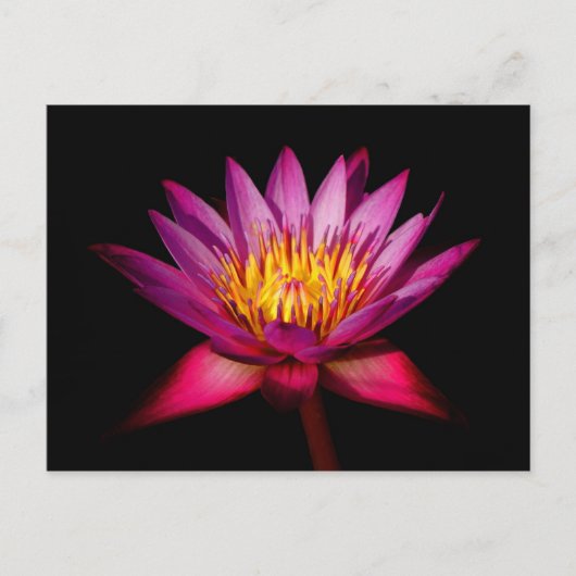 Lotus Briefkaart (Voorkant)
