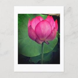 Lotus Briefkaart