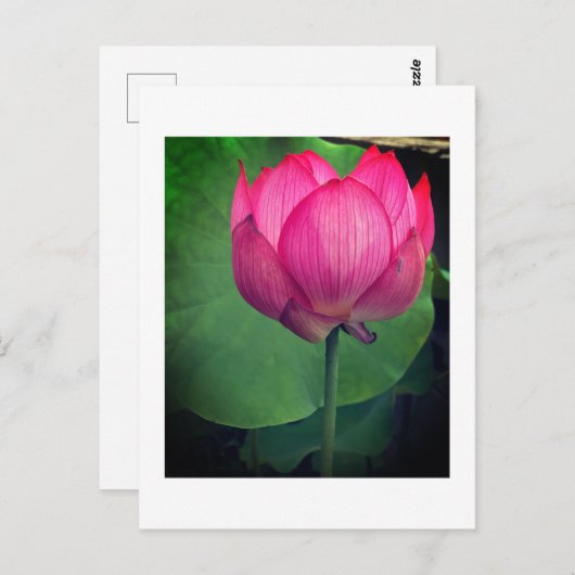 Lotus Briefkaart (Voorkant / Achterkant)