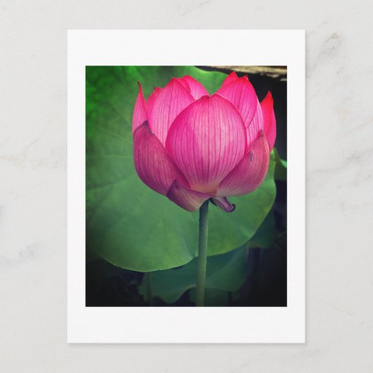 Lotus Briefkaart (Voorkant)