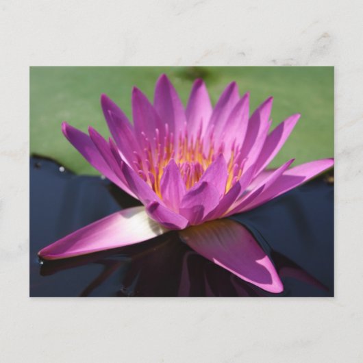 Lotus Briefkaart (Voorkant)
