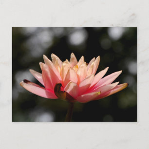 Lotus Briefkaart