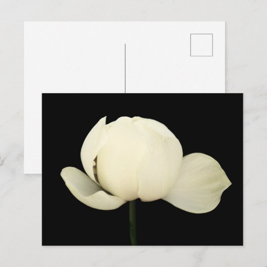 Lotus Bud Briefkaart (Voorkant / Achterkant)