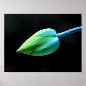 Lotus Bud Poster (Voorkant)