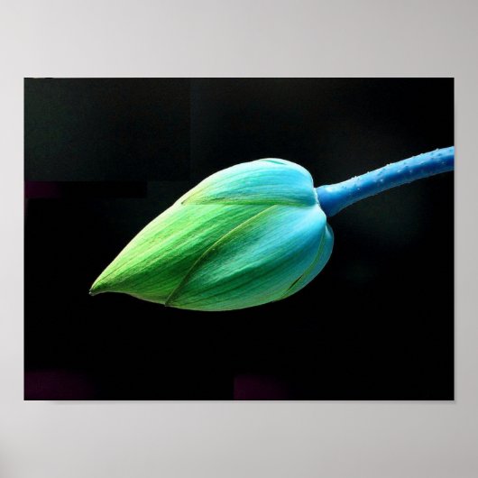 Lotus Bud Poster (Voorkant)