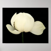 Lotus Bud Poster (Voorkant)