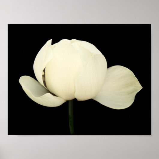 Lotus Bud Poster (Voorkant)