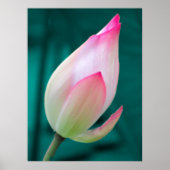 Lotus Bud Tranquility poster (Voorkant)