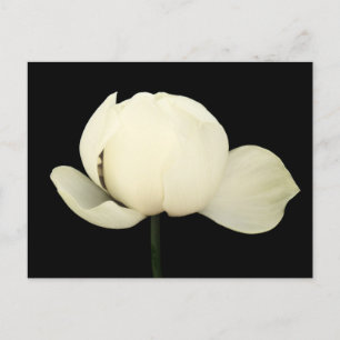 Lotus Bud Uitnodiging Briefkaart
