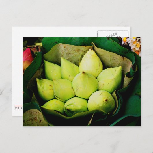 Lotus buds briefkaart (Voorkant / Achterkant)