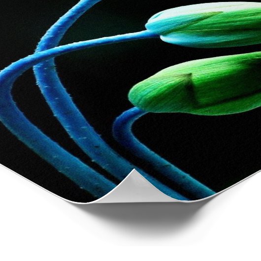 Lotus Buds Poster (Hoek)