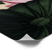 Lotus en Arrowhead Fine Art Poster (Hoek)