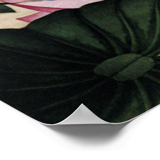 Lotus en Arrowhead Fine Art Poster (Hoek)