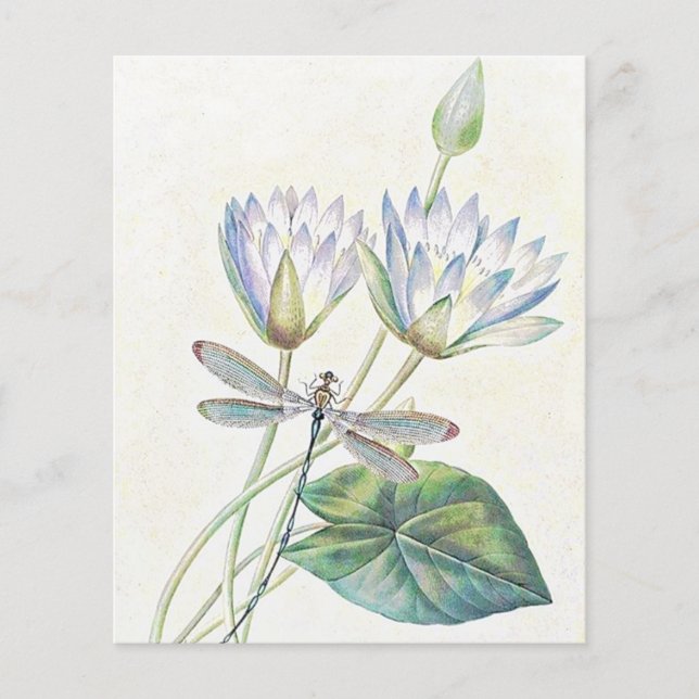 Lotus en dragonfly (Voorkant)