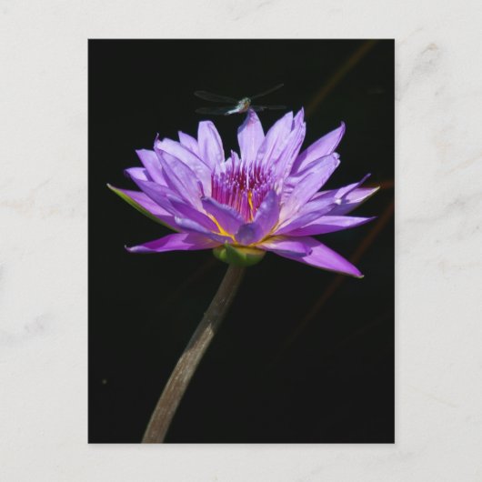 Lotus en Dragonfly Briefkaart (Voorkant)