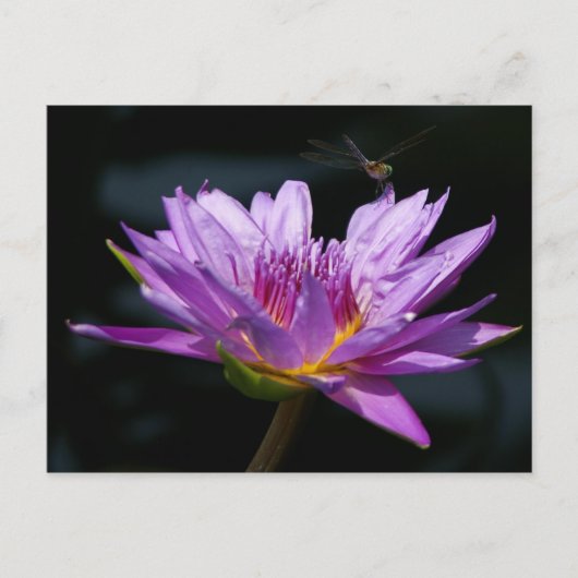 Lotus en Dragonfly Briefkaart (Voorkant)