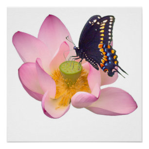 Lotus en vlinder perfect poster