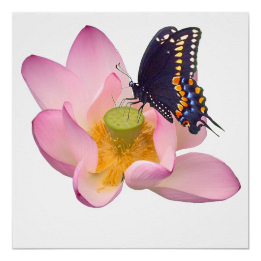Lotus en vlinder perfect poster (Voorkant)