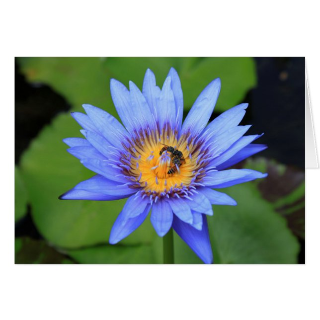 Lotus flower (Voorkant Horizontaal)