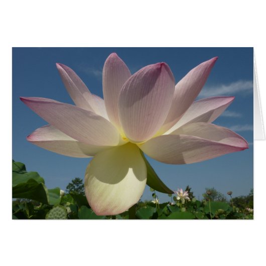 Lotus Flower and Blue Sky II (Voorkant Horizontaal)