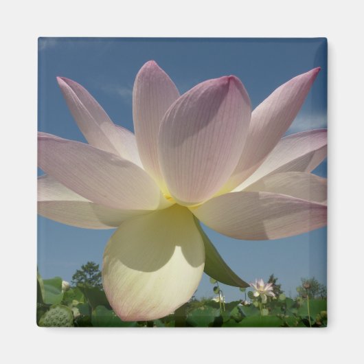 Lotus Flower and Blue Sky II Magneet (Voorkant)