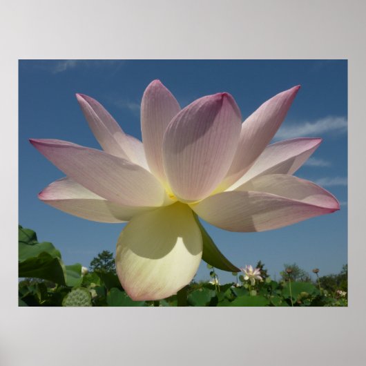 Lotus Flower and Blue Sky II Poster (Voorkant)