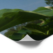 Lotus Flower and Blue Sky II Poster (Hoek)