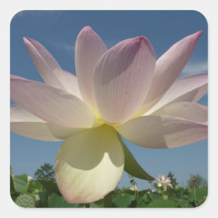 Lotus Flower and Blue Sky II Vierkante Sticker
