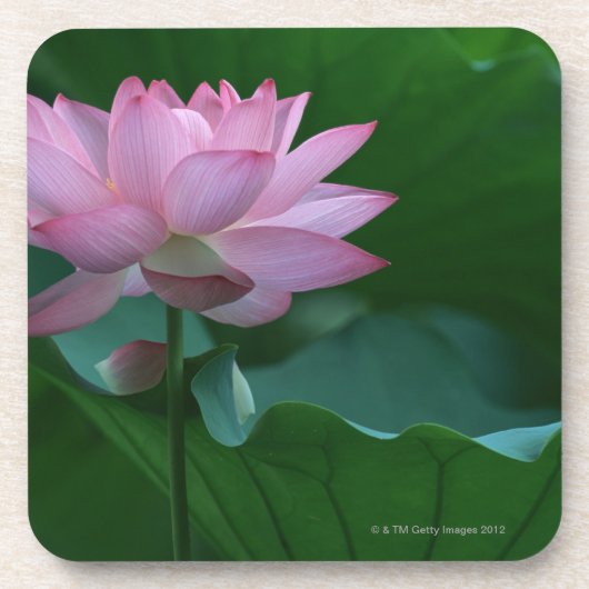 Lotus flower bier onderzetter (Voorkant)