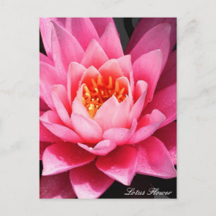 Lotus Flower Blossom, bloemen van Azië Briefkaart