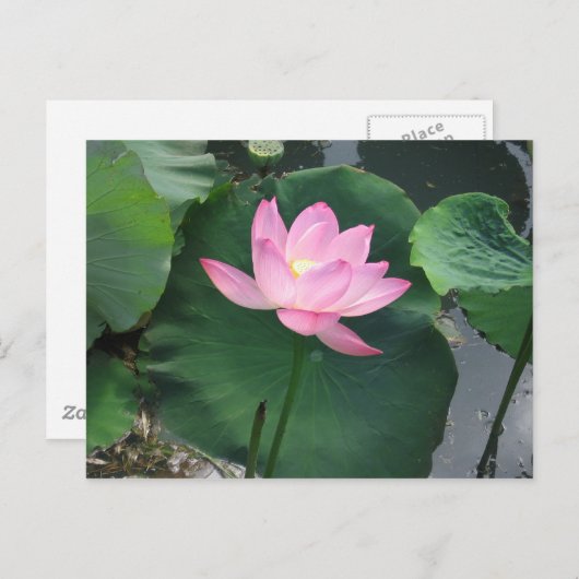Lotus flower briefkaart (Voorkant / Achterkant)