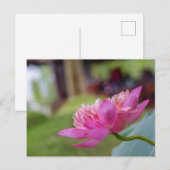 Lotus Flower Briefkaart (Voorkant / Achterkant)