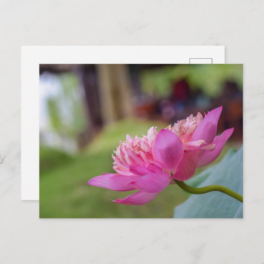 Lotus Flower Briefkaart (Voorkant / Achterkant)