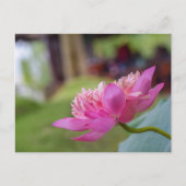 Lotus Flower Briefkaart (Voorkant)