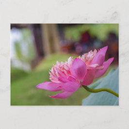 Lotus Flower Briefkaart