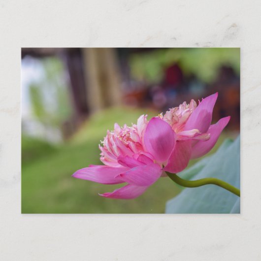 Lotus Flower Briefkaart (Voorkant)