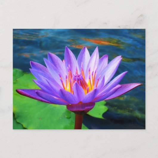 Lotus Flower Briefkaart (Voorkant)