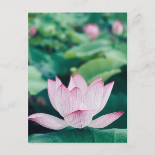 Lotus Flower Briefkaart (Voorkant)