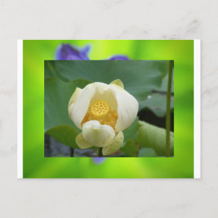 Lotus flower briefkaart