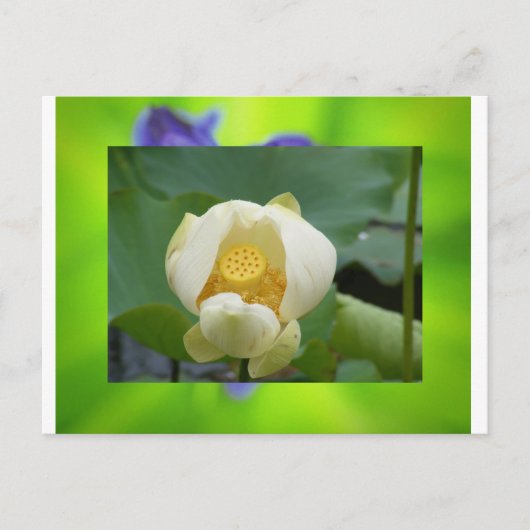 Lotus flower briefkaart (Voorkant)
