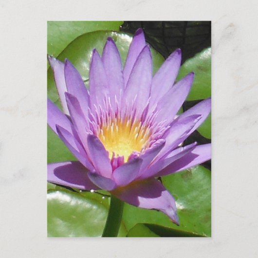 Lotus Flower Briefkaart (Voorkant)