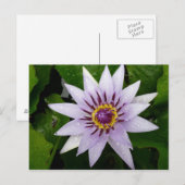 Lotus Flower Briefkaart (Voorkant / Achterkant)