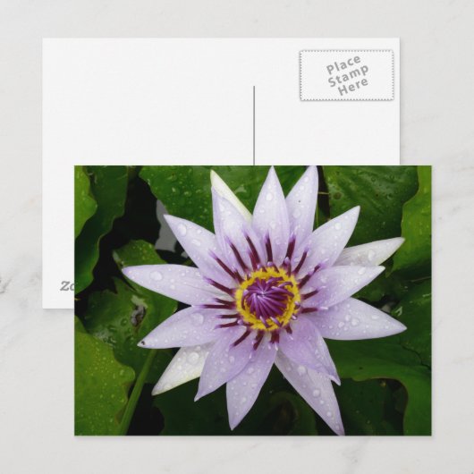 Lotus Flower Briefkaart (Voorkant / Achterkant)