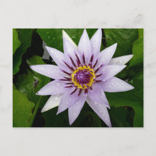 Lotus Flower Briefkaart