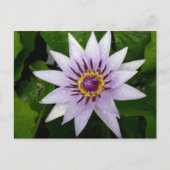 Lotus Flower Briefkaart (Voorkant)