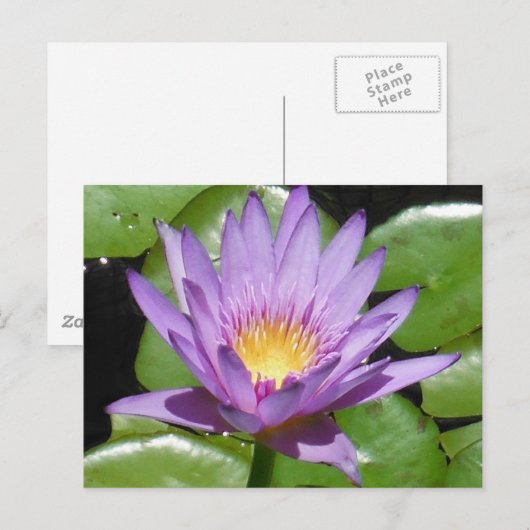 Lotus Flower Briefkaart (Voorkant / Achterkant)