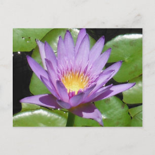 Lotus Flower Briefkaart