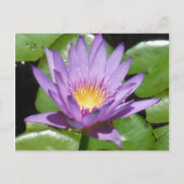 Lotus Flower Briefkaart (Voorkant)
