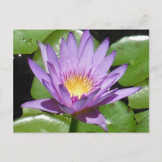 Lotus Flower Briefkaart (Voorkant)