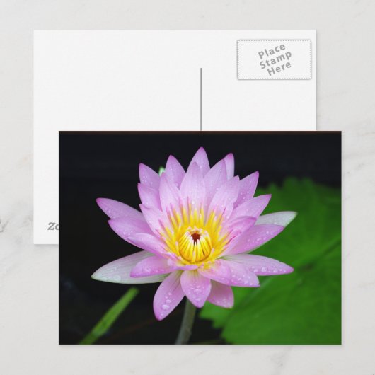 Lotus Flower Briefkaart (Voorkant / Achterkant)